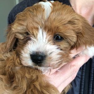 Meet your Posher, Charli